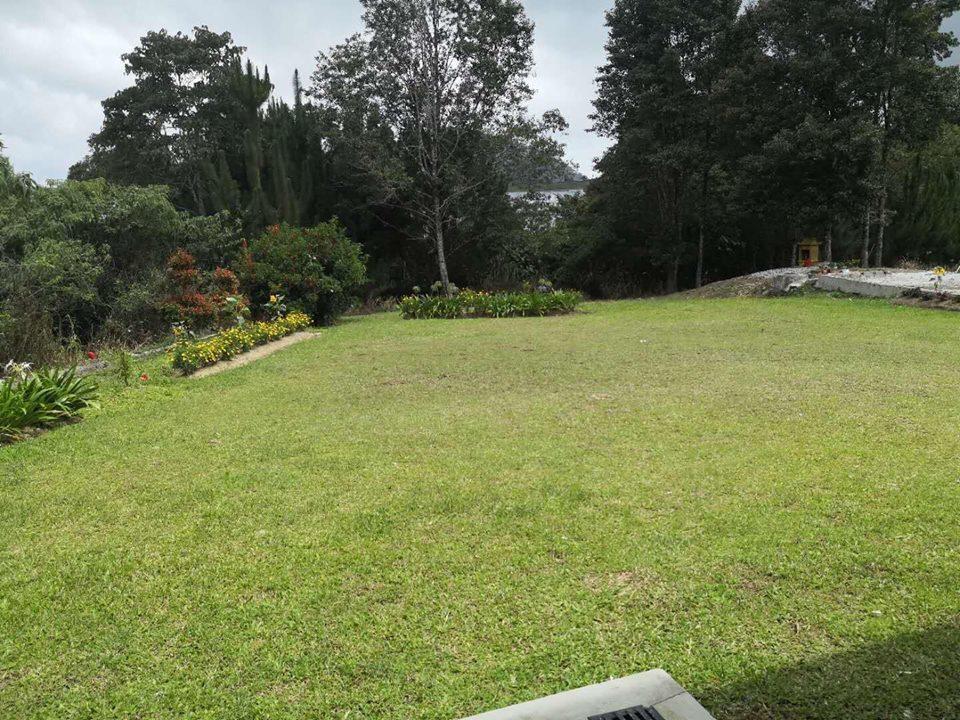 Dear Dino * Cameron Highlands